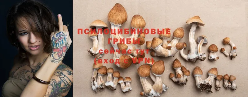 Псилоцибиновые грибы Psilocybine cubensis  даркнет сайт  Кологрив 